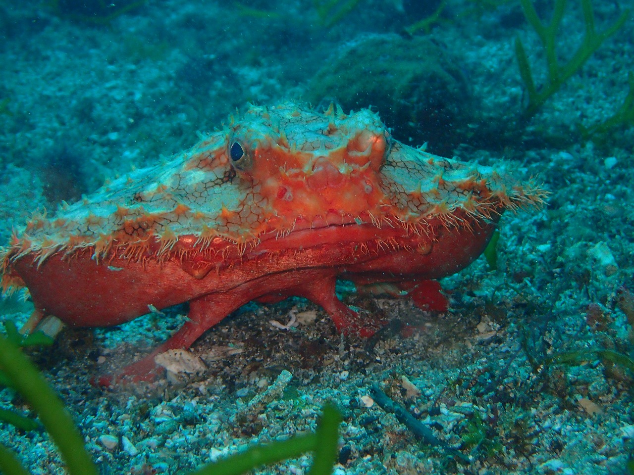 海の底。赤い円盤のような体に、体の下から２本の足のようなヒレでたってい魚。円盤の淵に沿い横長の口がついており、円盤の上に目がちょこんとついている。