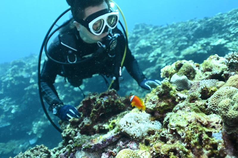 体験ダイビングで魚を観察するダイバー