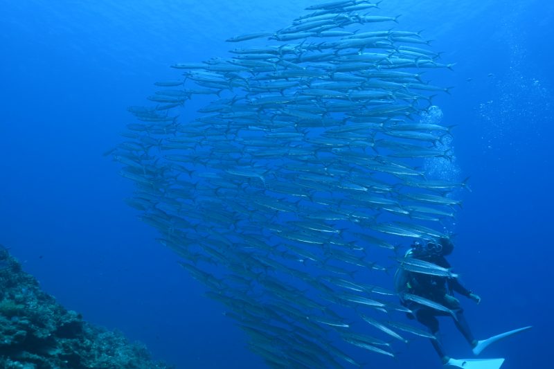 ダイビング中に魚の大群に出会ったダイバー