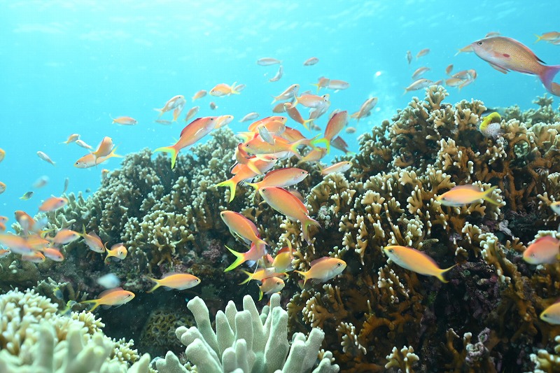 浅い水深でのダイビングで見られる景色,サンゴの周りに赤い魚がたくさん泳いでいる