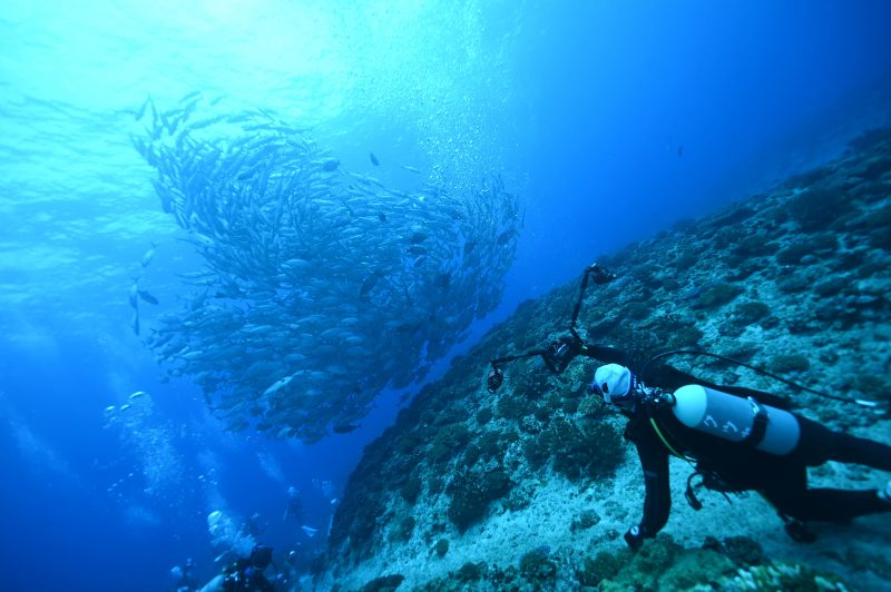 ダイビング中に突然現れた大きな魚の群れを撮影するダイバー