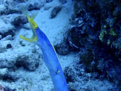 オリンパスTGシリーズ水中マクロモードで撮影したハナヒゲウツボ