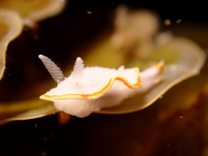 海藻に乗るミツイラメリウミウシ