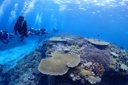 サンゴが広がる海でダイバーが泳いでいる