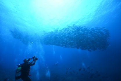 水中で魚の群れを見上げながら撮影している