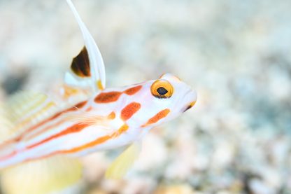 水中で小さな魚に限界まで近づいて撮影した写真