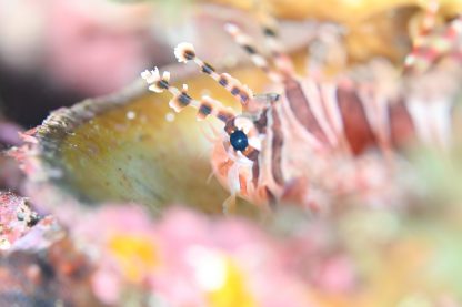 水中マクロ撮影をした写真