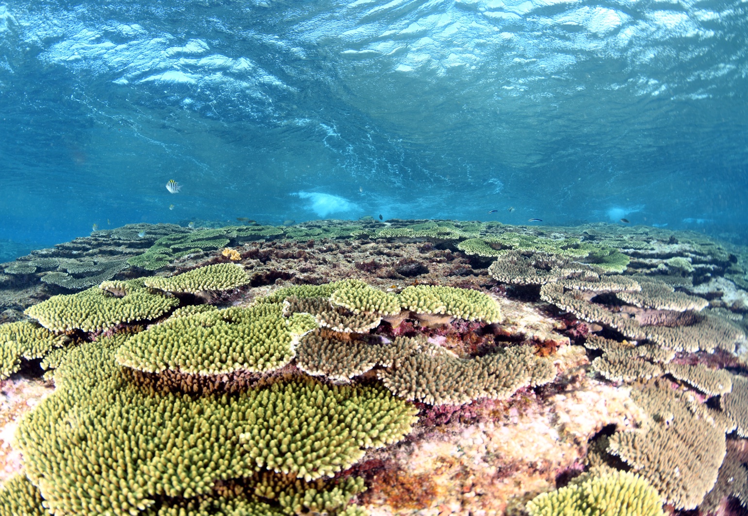 鮮やかな水色の海、下一面に広がるサンゴ礁