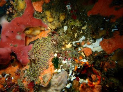 三宅島で見たパイナップルウミウシ