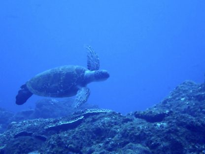 石垣島でダイビング中に出会ったウミガメ