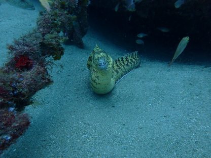 白浜でダイビング中にこちらを見つめているウツボ