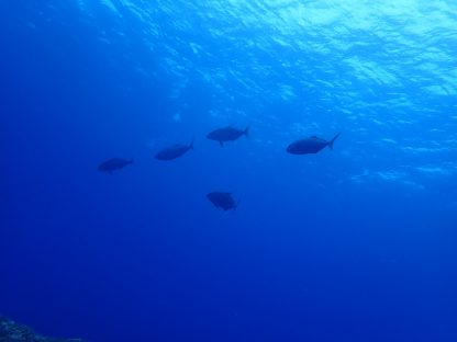 三宅島のダイビングで見た回遊魚カンパチの群れ