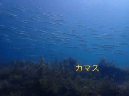 白浜でスポーツダイバーの講習中にみた、カマスの群れ