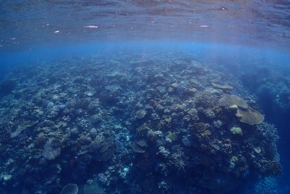 沖縄北部ダイビング。一面サンゴ礁