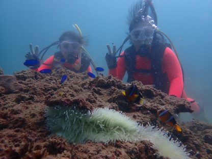 白浜のオーシャンダイバー講習中に水中ツアーでクマノミを見ている様子