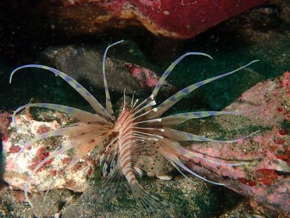 兵庫県竹野でダイビング中にみたミノカサゴの幼魚