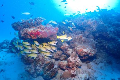 沖縄北部でダイビングをしていて岩場に魚たちが集まっている様子