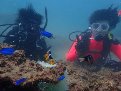 白浜のオーシャンダイバー講習中に水中ツアーでクマノミを見ている様子