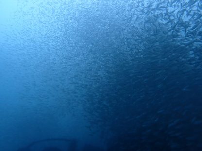 白浜沈船ダイビングでクロホシイシモチの大群がいる様子