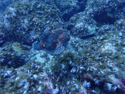 串本でダイビング中にオオモンカエルアンコウが泳いでいる様子。