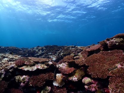 石垣島のダイビングで見たサンゴ礁