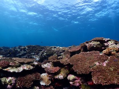 石垣島ダイビングで海中にサンゴ礁が一面に広がっている様子