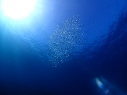 石垣島で見たクルクマ