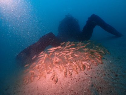 スタッフ懸樋が写真を撮っている後ろで群れるゴンズイ
