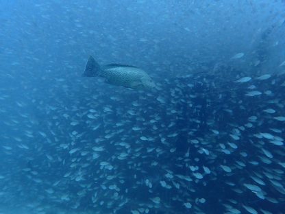 白浜、沈船でキンメモドキの群れとオオモンハタが群れている様子